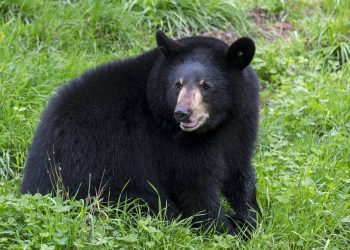 trois américains arrêtés pour une fraude après s'être déguisés en ours afin de tromper les autorités.