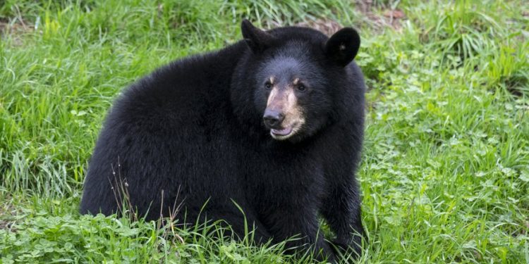 trois américains arrêtés pour une fraude après s'être déguisés en ours afin de tromper les autorités.